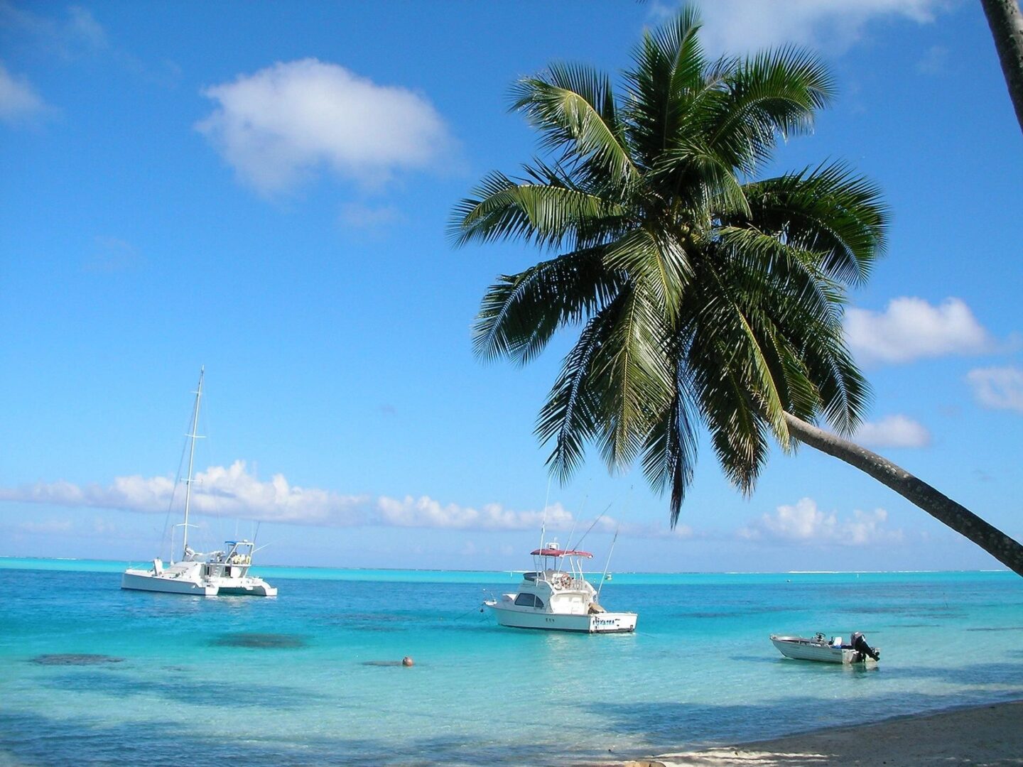 A palm tree hanging over the water near boats.