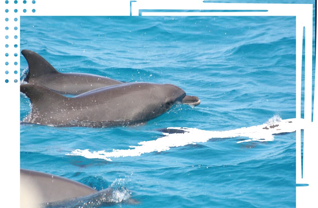 A couple of dolphins swimming in the ocean.