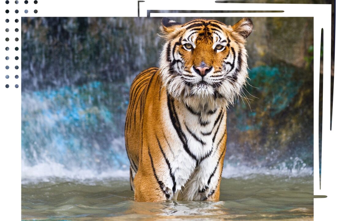 A tiger standing in water near a waterfall.