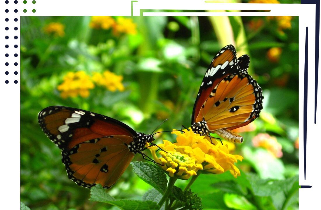 Two butterflies are flying around a flower.