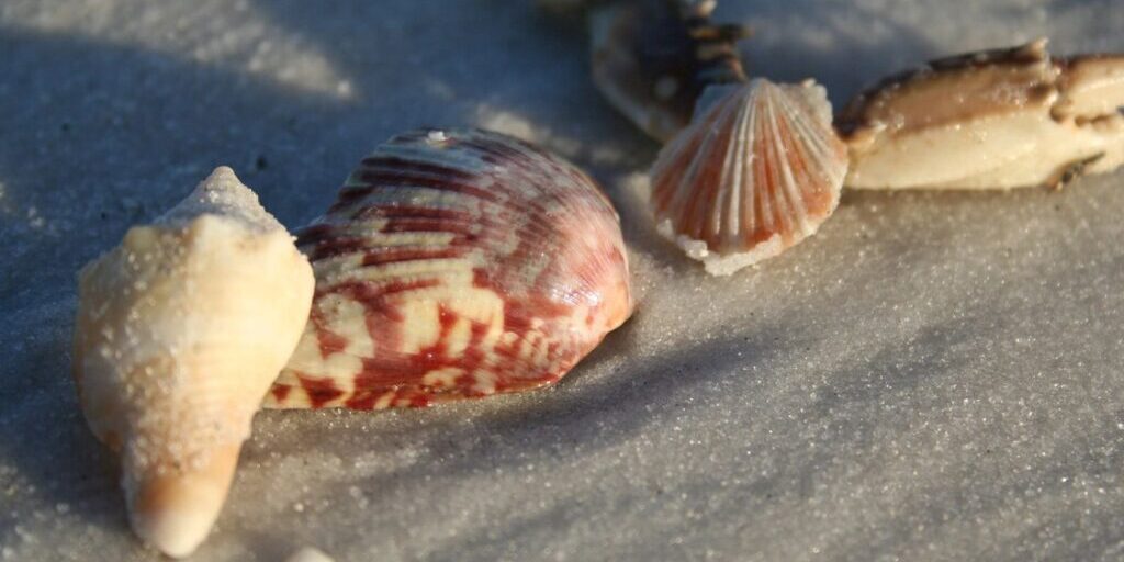 A group of seashells on the beach in sand.